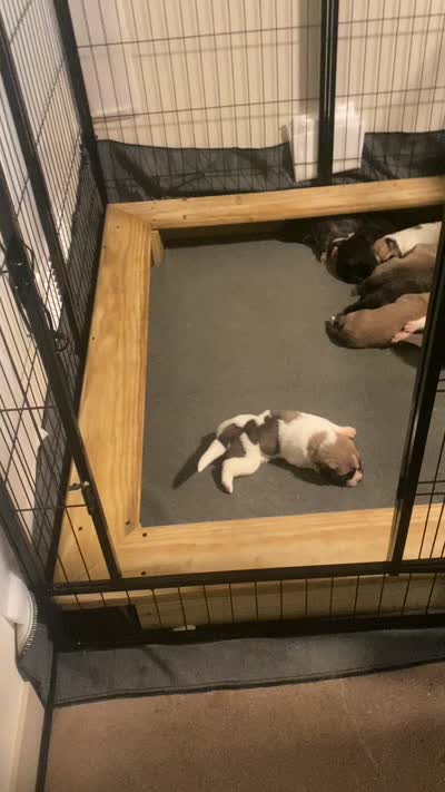 Princess, a female Anatolian Shepherd Dog and Great Pyrenees for sale in Lonsdale, MN – 2 of 5