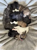 Princess, a female Anatolian Shepherd Dog and Great Pyrenees for sale in Lonsdale, MN – 5 of 5