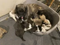 Ebony, a female Anatolian Shepherd Dog and Great Pyrenees for sale in Lonsdale, MN – 6 of 9
