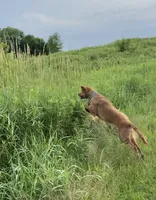 Willow, a female Golden Retriever for sale in Lonsdale, MN – 7 of 7