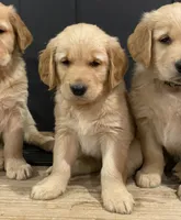Chewy's pups, a  Golden Retriever for sale in Lonsdale, MN – 1 of 9
