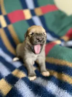 Juno, a female Anatolian Shepherd Dog and English Mastiff for sale in Lonsdale, MN – 8 of 9