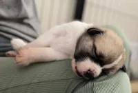Princess, a female Anatolian Shepherd Dog and Great Pyrenees for sale in Lonsdale, MN – 4 of 5