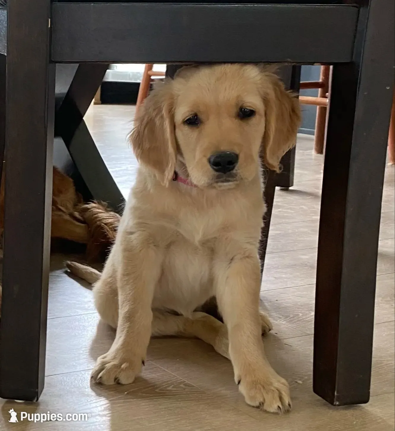 Chewy's pups, a  Golden Retriever for sale in Lonsdale, MN – 5 of 9