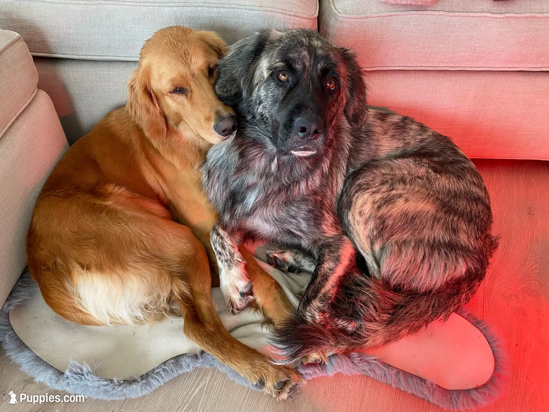 Juno, a female Anatolian Shepherd Dog and English Mastiff for sale in Lonsdale, MN – 5 of 9