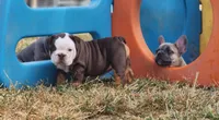 Wanda, a female English Bulldog for sale in Monett, MO – 5 of 6