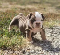 Earl, a male English Bulldog for sale in Monett, MO – 2 of 5