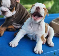 Taquito, a female English Bulldog for sale in Monett, MO – 7 of 9