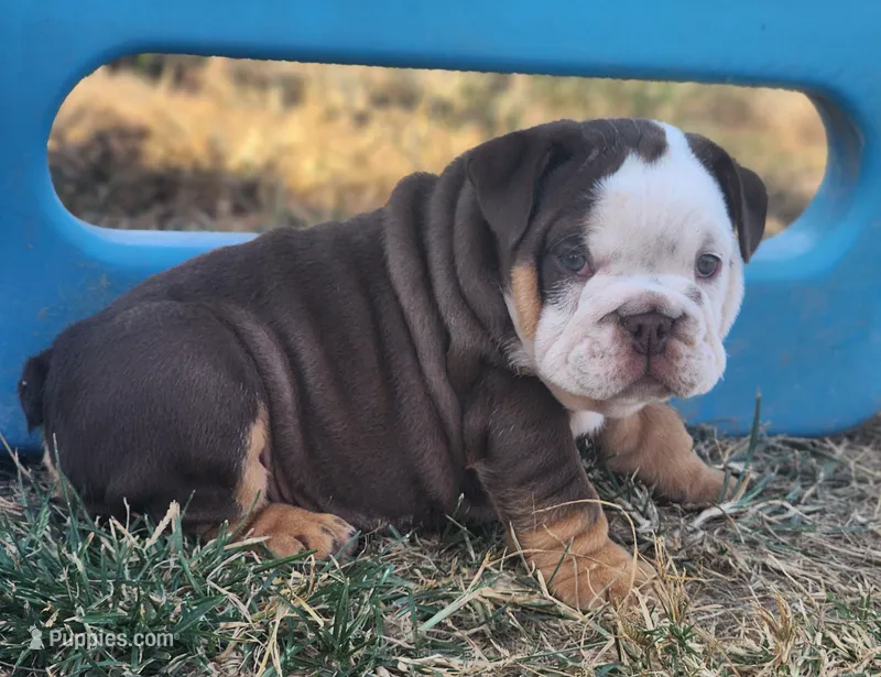Wanda – English Bulldog puppy for sale in Monett, MO