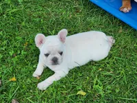 Wonton, a female French Bulldog for sale in Monett, MO – 7 of 7