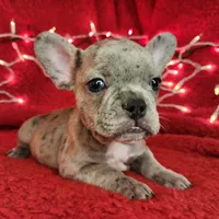 Garland, a male French Bulldog for sale in Monett, MO – Photo 1 of 8