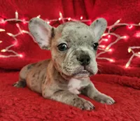Garland, a male French Bulldog for sale in Monett, MO – Photo 1 of 8