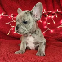 Garland, a male French Bulldog for sale in Monett, MO – Photo 3 of 8