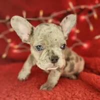 Garland, a male French Bulldog for sale in Monett, MO – Photo 2 of 8