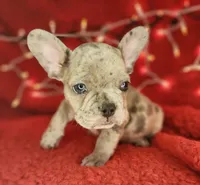 Garland, a male French Bulldog for sale in Monett, MO – Photo 2 of 8