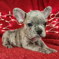 Garland, a male French Bulldog for sale in Monett, MO – Photo 8 of 8