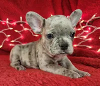Garland, a male French Bulldog for sale in Monett, MO – Photo 8 of 8