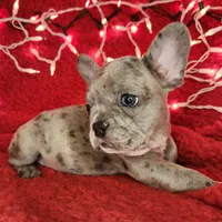 Garland, a male French Bulldog for sale in Monett, MO – Photo 4 of 8