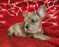 Garland, a male French Bulldog for sale in Monett, MO – Photo 4 of 8