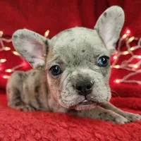 Garland, a male French Bulldog for sale in Monett, MO – Photo 7 of 8