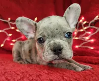 Garland, a male French Bulldog for sale in Monett, MO – Photo 7 of 8