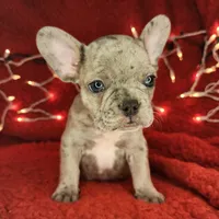 Garland, a male French Bulldog for sale in Monett, MO – Photo 5 of 8