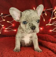 Garland, a male French Bulldog for sale in Monett, MO – Photo 5 of 8