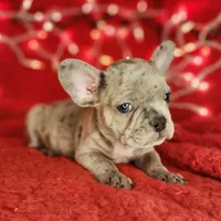 Garland, a male French Bulldog for sale in Monett, MO – Photo 6 of 8