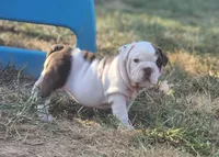 Chicks, a female English Bulldog for sale in Monett, MO – 7 of 7