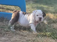 Chicks, a female English Bulldog for sale in Monett, MO – 1 of 7