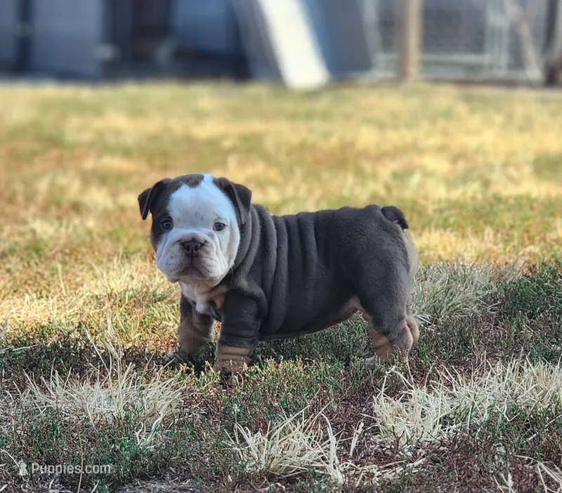 Wanda – English Bulldog puppy for sale in Monett, MO