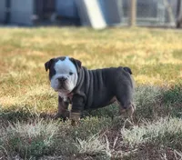 Wanda, a female English Bulldog for sale in Monett, MO – 1 of 6