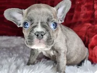 Ellen, a female French Bulldog for sale in Monett, MO – Photo 1 of 6