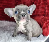 Ellen, a female French Bulldog for sale in Monett, MO – Photo 4 of 6