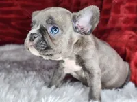 Ellen, a female French Bulldog for sale in Monett, MO – Photo 2 of 6