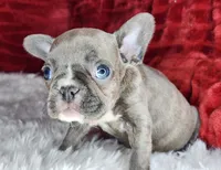 Ellen, a female French Bulldog for sale in Monett, MO – Photo 5 of 6