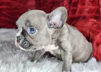 Ellen, a female French Bulldog for sale in Monett, MO – Photo 3 of 6