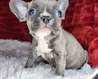 Ellen, a female French Bulldog for sale in Monett, MO – Photo 6 of 6