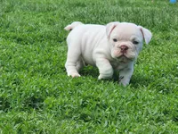 Kung Pao, a male English Bulldog for sale in Monett, MO – Photo 4 of 9