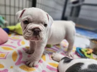 Kung Pao, a male English Bulldog for sale in Monett, MO – Photo 6 of 9