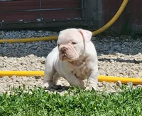 Kung Pao, a male English Bulldog for sale in Monett, MO – Photo 7 of 9