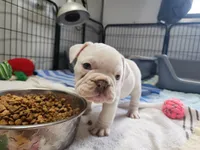 Kung Pao, a male English Bulldog for sale in Monett, MO – Photo 5 of 9