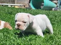 Kung Pao, a male English Bulldog for sale in Monett, MO – Photo 2 of 9