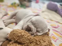 Kung Pao, a male English Bulldog for sale in Monett, MO – Photo 8 of 9