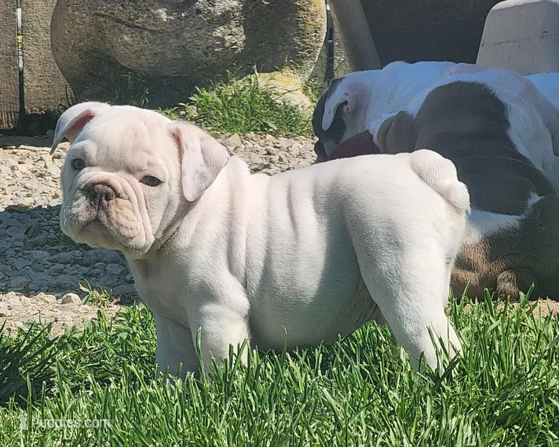 Kung Pao – English Bulldog puppy for sale in Monett, MO