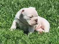 Kung Pao, a male English Bulldog for sale in Monett, MO – Photo 3 of 9
