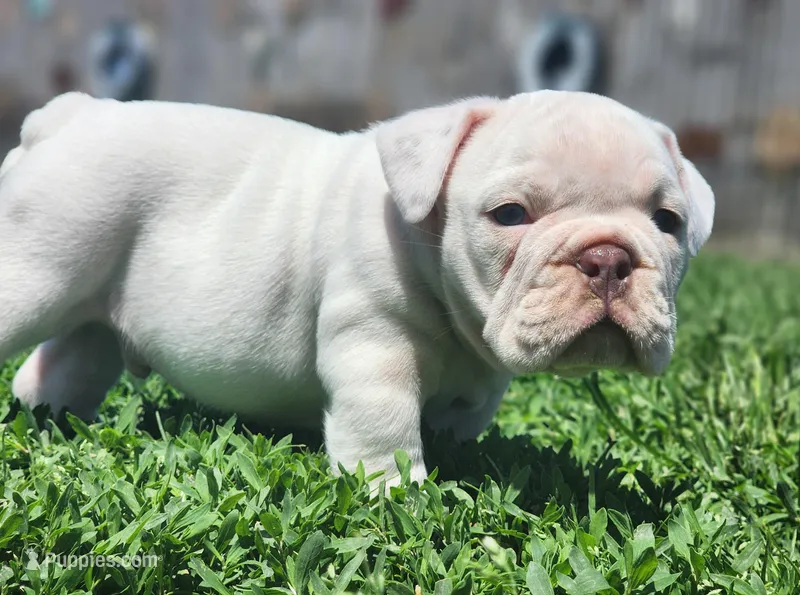 Kung Pao – English Bulldog puppy for sale in Monett, MO
