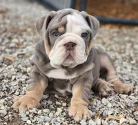 Rhino, a male English Bulldog for sale in Monett, MO – Photo 5 of 10