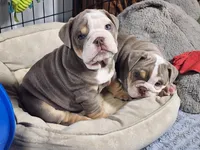 Rhino, a male English Bulldog for sale in Monett, MO – Photo 4 of 10