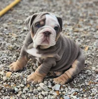 Rhino, a male English Bulldog for sale in Monett, MO – Photo 3 of 10